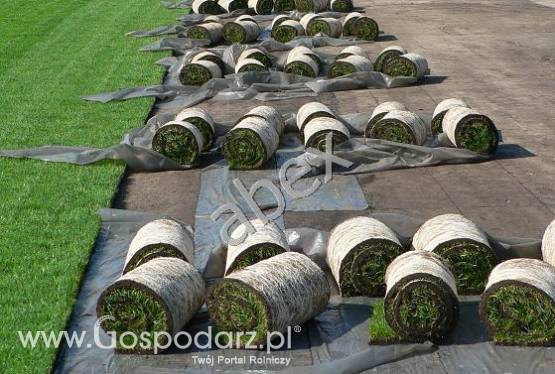 trawa z rolki