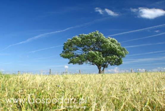 Branża biopaliwowa postuluje o zmianę polityki akcyzowej względem producentów etanolu