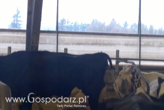 Krowy pierwiastki, jałówki hodowlane. Najwyższa jakość w kraju!