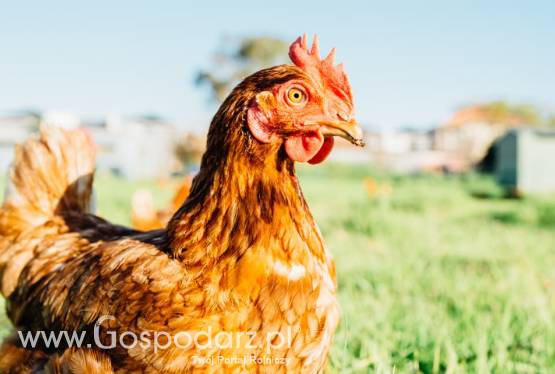 Sprzedam kury kurczaki nioski 8000szt. Hy-Line Brown