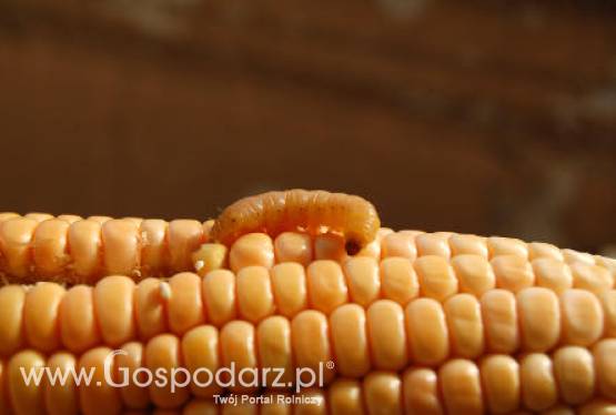 Ploniarka zbożówka (Oscinella frit)