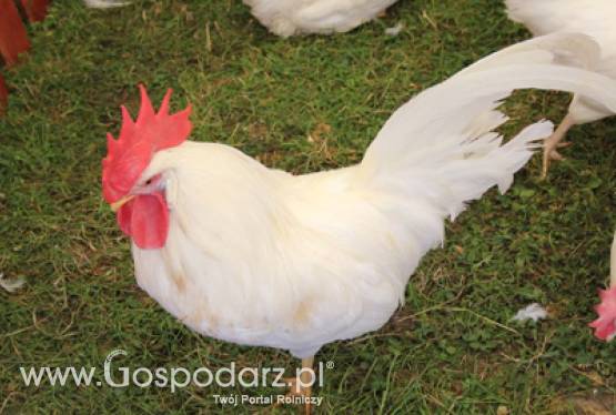 Zwiększył się eksport unijnego drobiu w pierwszych trzech miesiącach tego roku