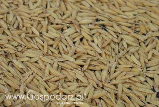 Ceny zbóż na giełdach światowych - 07.11.2011