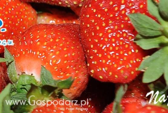 Poszukuje ODBIORCÓW TRUSKAWKI