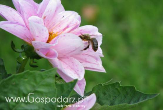 Wsparcie rynku produktów pszczelarskich na sezon 2011-2012