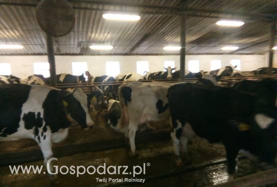 Krowy i Jałówki, finansowanie zwierząt