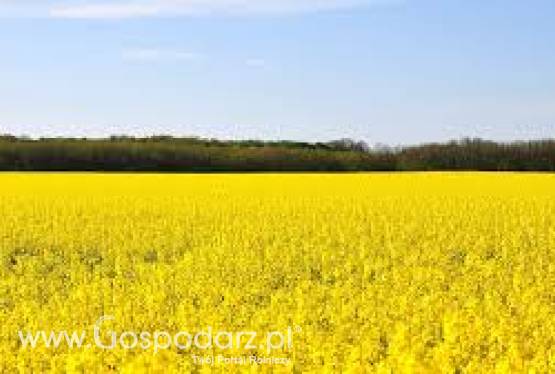 Olej rzepakowy technichniczny w niskiej cenie z transportem w kraju i za granicą