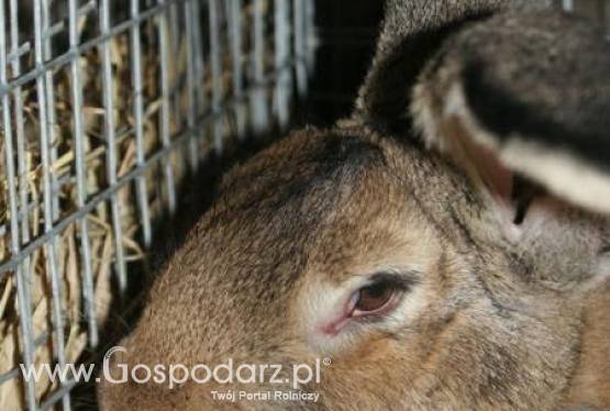 Czempionaty wśród zwierząt futerkowych XXV Krajowej Wystawy Zwierząt Hodowlanych