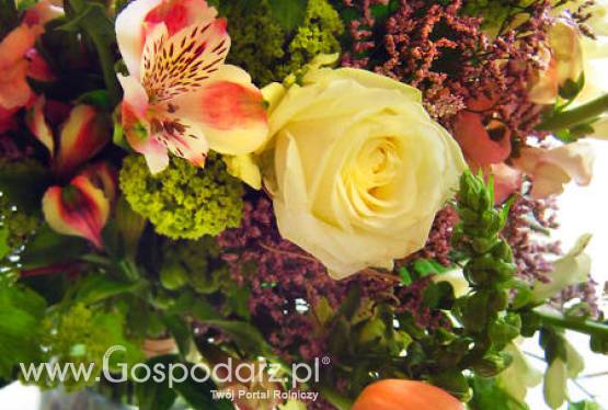 Międzynarodowe Targi Roślin IPM Essen