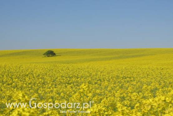 Rozszerzenie ochrony celnej UE na subsydiowany biodiesel pochodzący ze Stanów Zjednoczonych