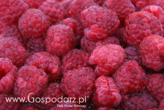 Serbia – Tegoroczne zbiory malin mogą być niższe