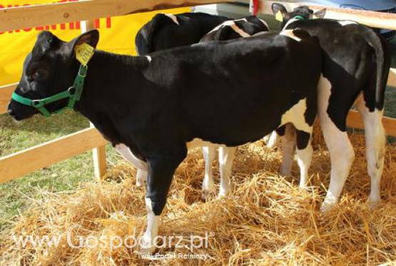 Krajowe ceny skupu żywca