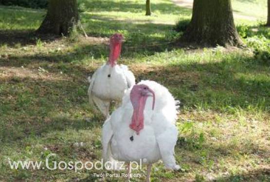 Wzrasta produkcja indyków