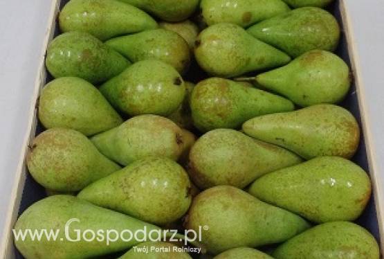 sprzedam gruszkę konferencję