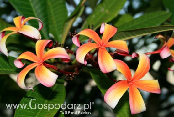 Święto Kwiatów, Owoców i Warzyw