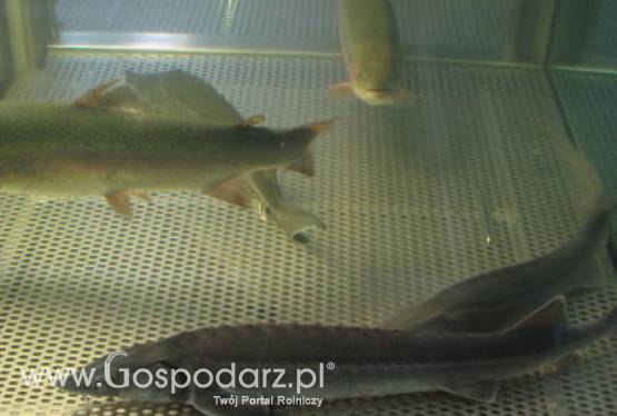 Można skałdać wnioski w ramach działań związanych z Zrównoważonym rozwojem sektora rybołówstwa i nadbrzeżnych obszarów rybackich 2007-2013