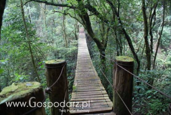 Zalesianie gruntów rolnych oraz zalesianie gruntów innych niż rolne - PROW 2007-2013