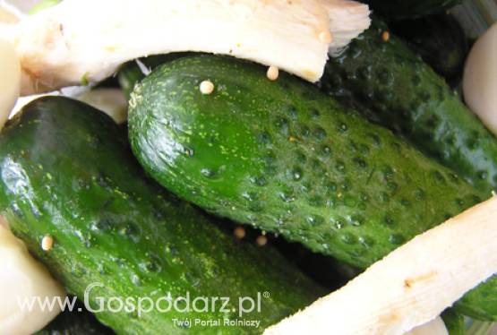 Konferencja Eksporterów Przemysłu Rolno-Spożywczego