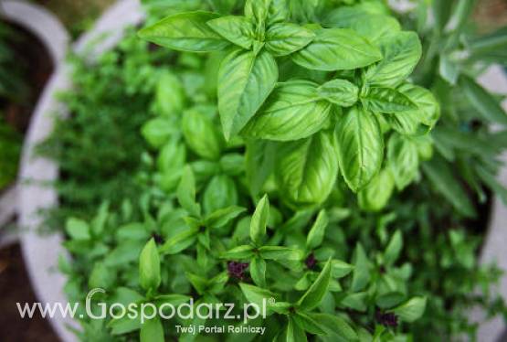 Bazylia wonna (Ocimum basilicum Lamiacea)