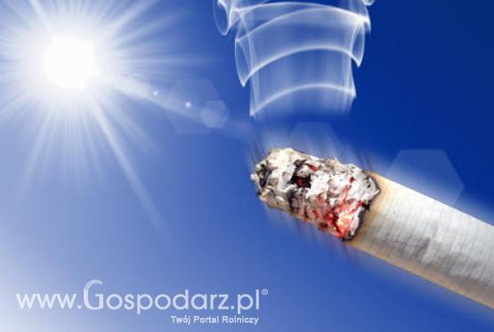 Coraz bardziej atrakcyjny cenowo staje się tytoń do palenia