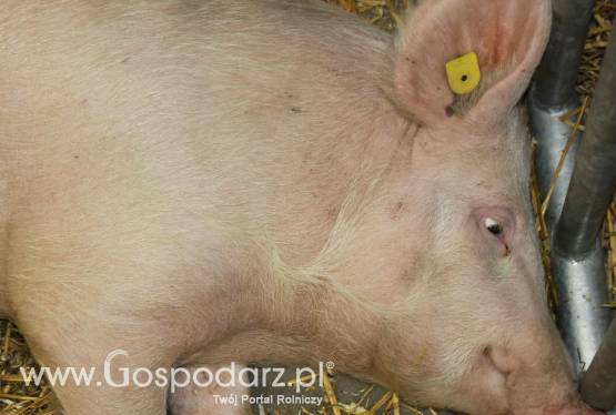 Możliwości współpracy handlowej z Nową Zelandią