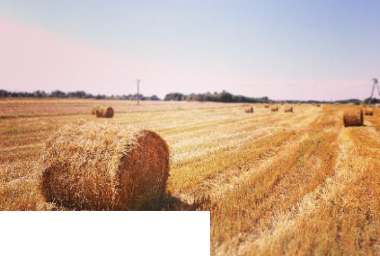 Dopłaty dla rolników