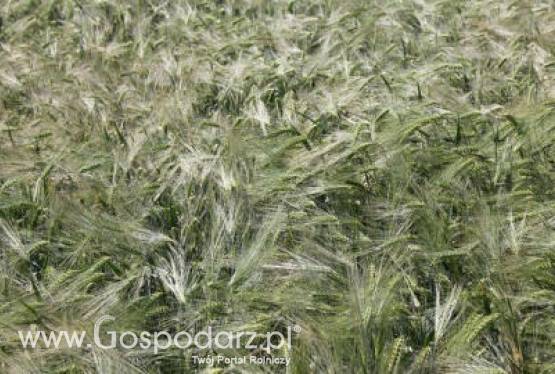 Rosnący w siłę dolar wspierał wczoraj przeceny zbóż - 30.05.2012