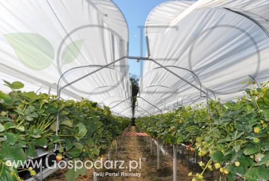Folie do ściółkowania oraz okrywania truskawki