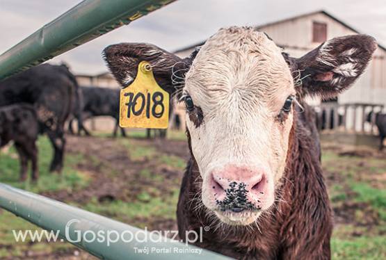 Wszystko co chciałeś wiedzieć o GMO, ale nie miałeś się kogo spytać....rolniczy handel detaliczny