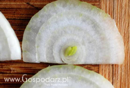 Rynek białej cebuli