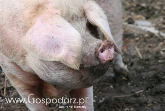Gwałtowny spadek pogłowia trzody chlewnej