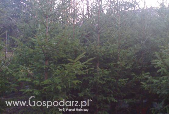 Choinki świąteczne- Poznań!