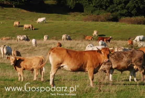 Seminarium pt.: Dobre praktyki rolnicze - produkcja bydła mięsnego
