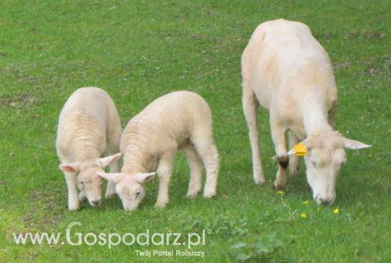 Nowa Zelandia – Spadek pogłowia owiec