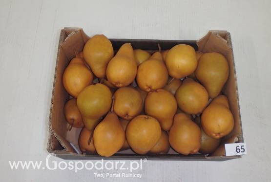 sprzedam gruszkę z importu holandia