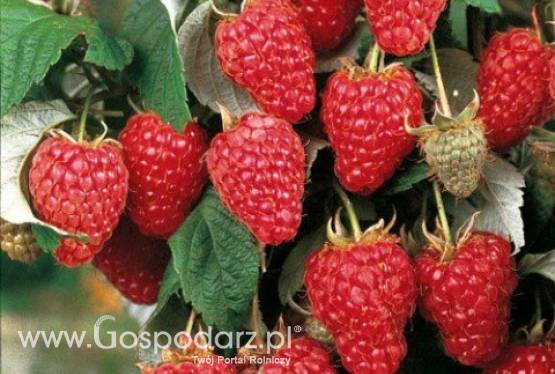 Sadzonki malin jesiennych-tania wysyłka kurierem