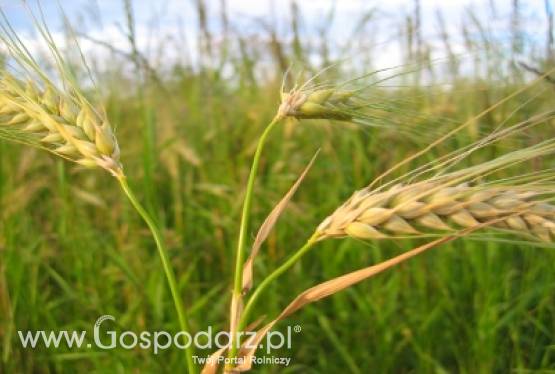 Zamieszanie na rynku zbóż - brakuje ziarna, a ceny wciąż rosną