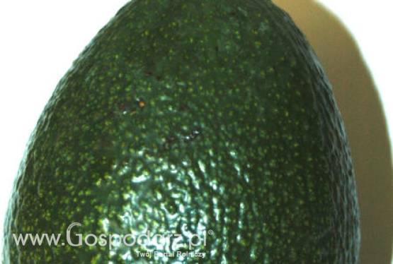 Chile – Tegoroczne zbiory awokado są dobre