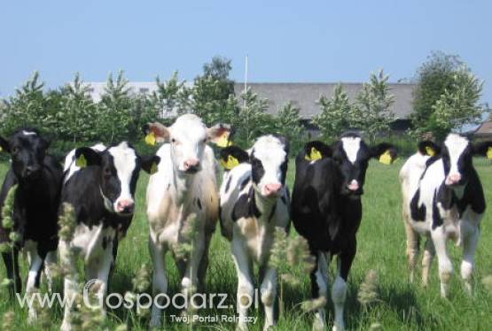 Chile – Wzrost cen importowanego mięsa wołowego