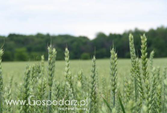 Tydzień na rynku giełdowym zbóż – 26.03.2012