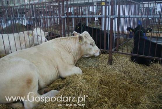 Paragwaj – Powrót pryszczycy