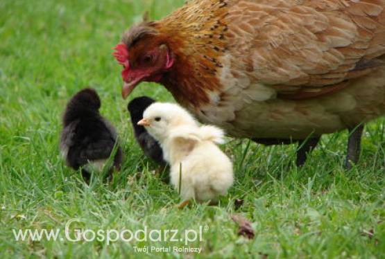 W tym roku polskie zakłady mięsne przeżywają horror