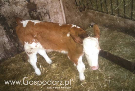 Sprzedam cielaki Mięsne!