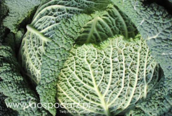 Wielka Brytania – Rynek kapusty