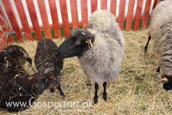 Konferencja w Instytucie Zootechniki