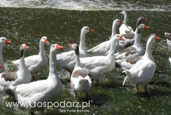 Powrót do hodowli gęsi