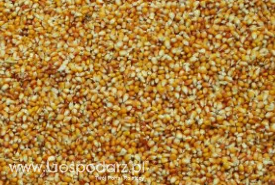 Kukurydza mokra/sucha SKUP Tel: