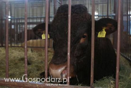 Irlandia – Bydło podbija rynki Egiptu i Singapuru