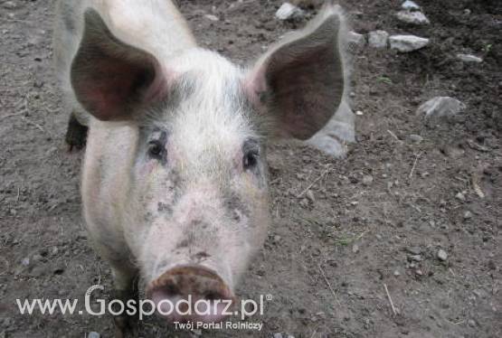 Z dnia na dzień pogłębiają się problemy polskich hodowców trzody chlewnej