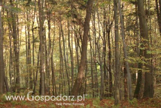 Sprzedam las 10,5 ha - Łęki Strzyżowskie